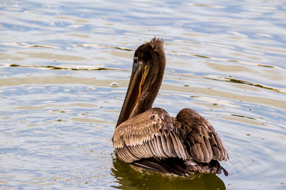 Pelican Side-eye