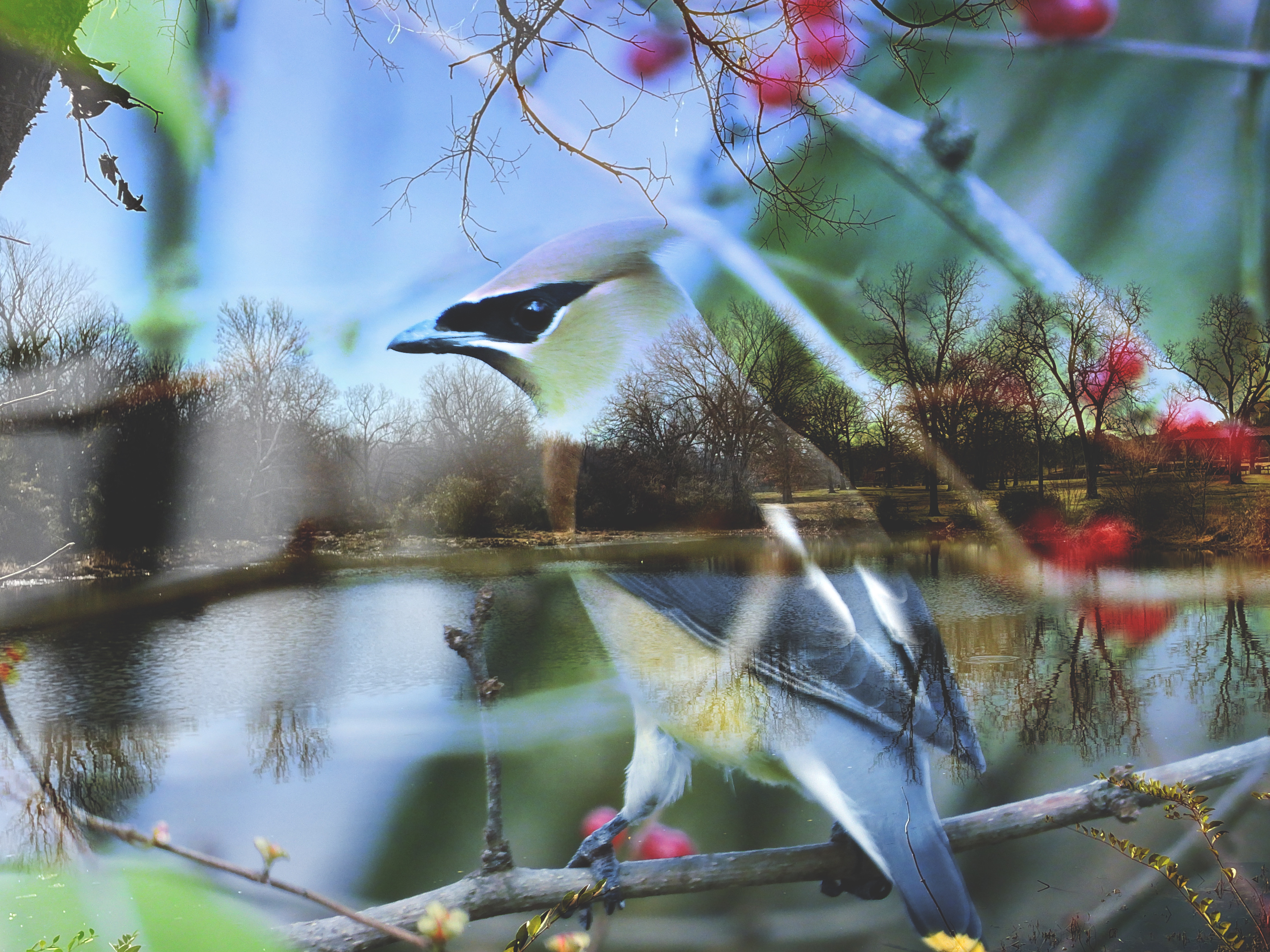 Waxwing Pond