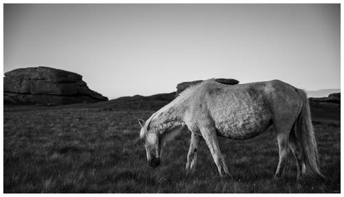 A Horse On The Moors, Devon.